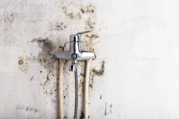 Best Residential Mold Remediation in San Buenaventura, CA
