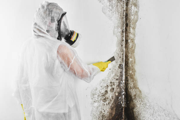 Best Basement Mold Remediation in San Buenaventura, CA