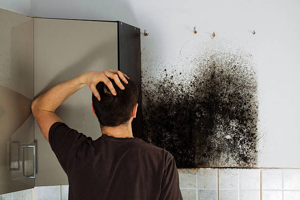 Reliable San Buenaventura, CA Mold Remediation Solutions